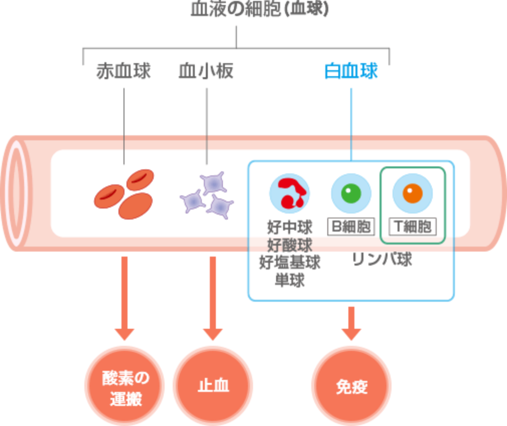 【疾患編】成人T細胞白血病リンパ腫（ATLL/ATL）とは | 検査・診断・治療 | りんぱしゅ通信 | ブリストル・マイヤーズ スクイブ株式会社